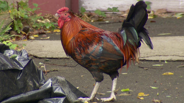 hill-district-rooster.jpg 