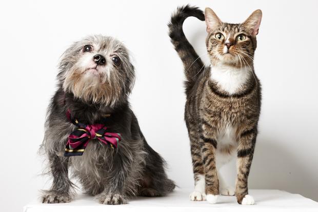 HSNY - Pet Adoption Guide 