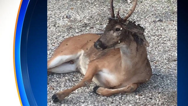 Endangered deer get medication stations to fight screwworms - WSVN 7News, Miami News, Weather, Sports