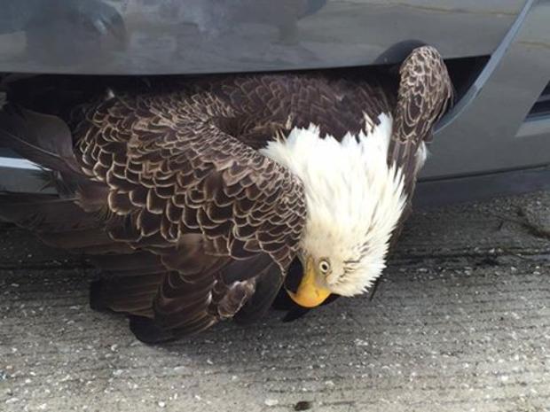 eagle-stuck-in-car-grill 