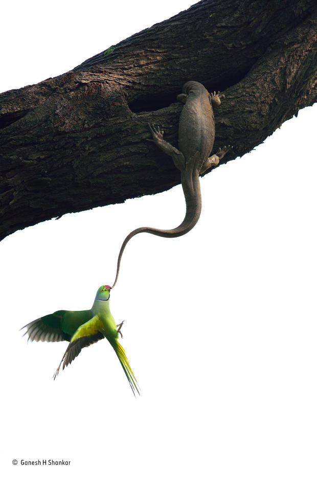 c-ganesh-h-shankar-wildlife-photographer-of-the-year-birds-winner.jpg 