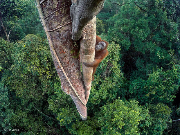 c-tim-laman-wildlife-photographer-of-the-year-grand-title-winner.jpg 