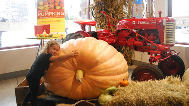 Giant Pumpkin Market 