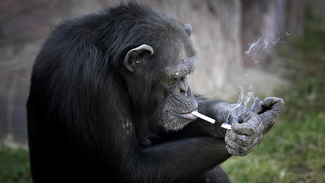 ap-smoking-chimp1.jpg 