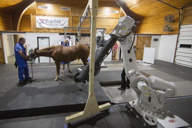 This new CT scanner could help horses – humans CBS News