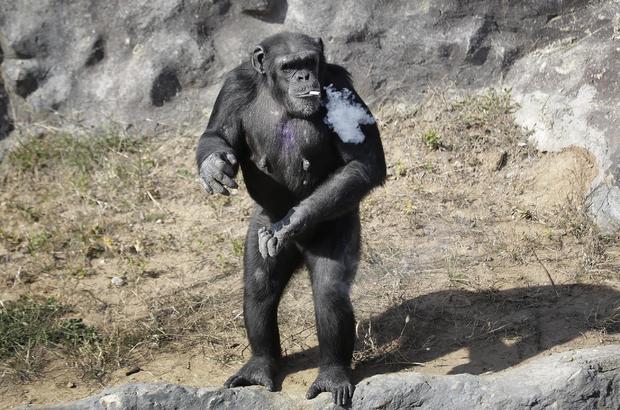 ap-smoking-chimp2.jpg 