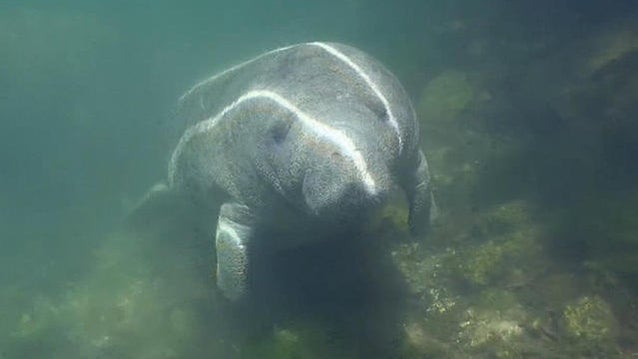 1019-ctm-begnaud-manateerescue-1154971-640x360.jpg 