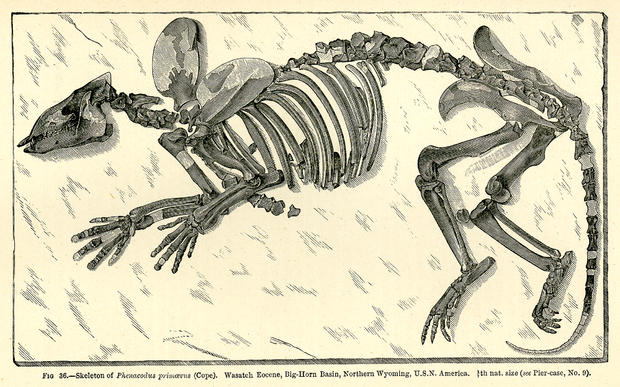 Bones fossil 