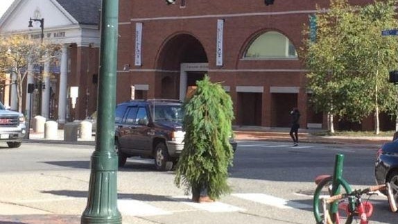 tree.jpg 