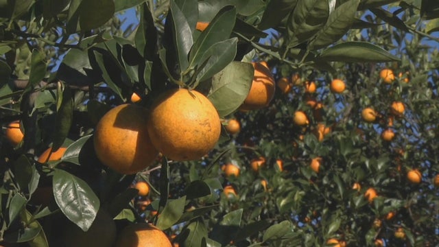 ctm-1026-orange-disease.jpg 