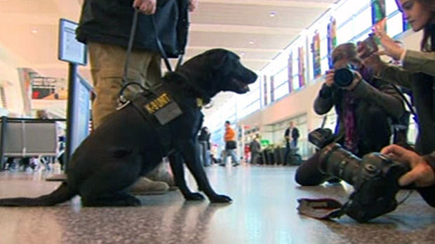 logan airport explosive sniffing dog 