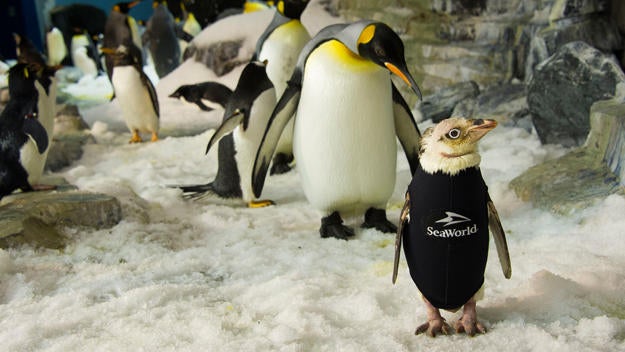 20160902-antpenguinwetsuit-015.jpg 