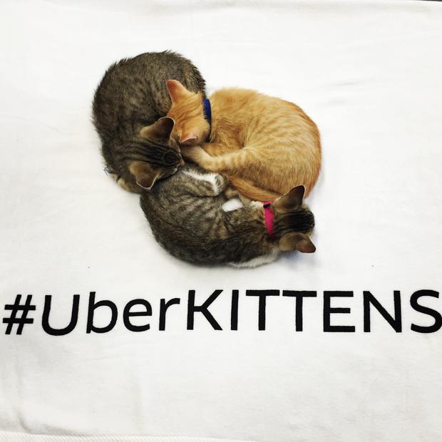 uber kitten cuddles 
