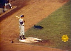 black-cat-wrigley-field-1969-244.jpg 