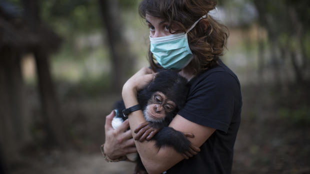 Rehabilitating orphaned chimps 