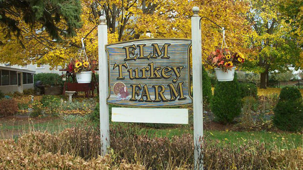 Elm Turkey Farm 