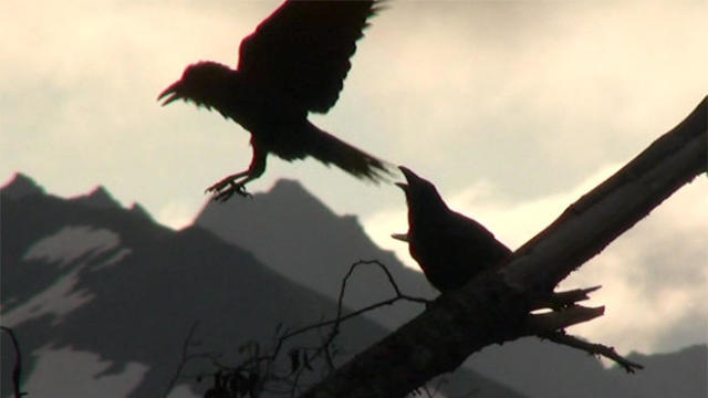 ravens-silhouette-660.jpg 