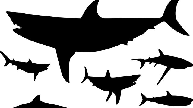 great-white-sharks-generic.jpg 