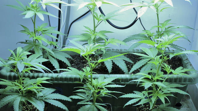 marijuana-growing.jpg 
