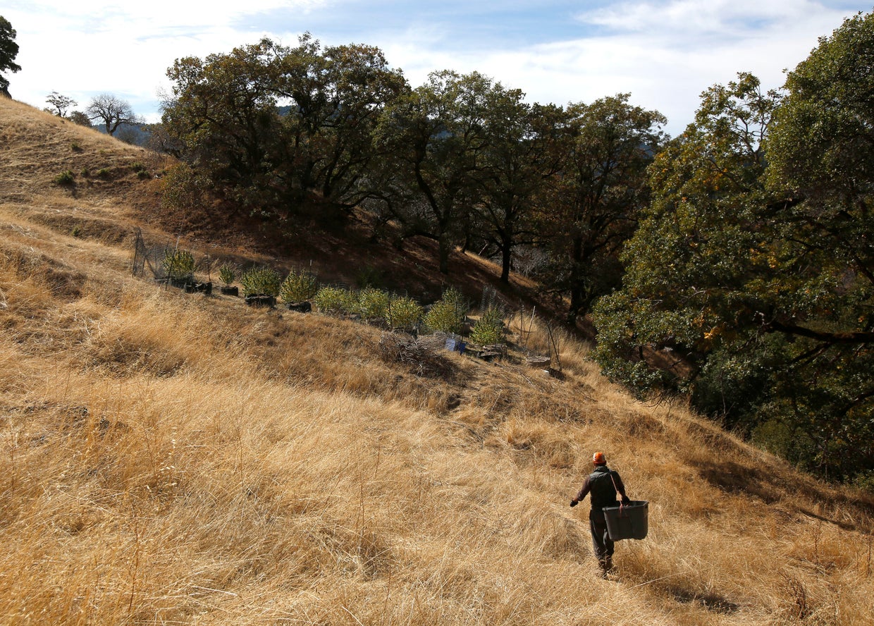 California's pot farmers