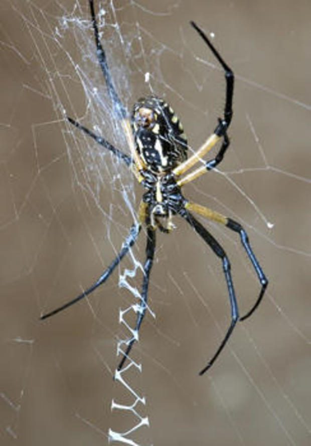 spider-golden-silk-orb-weaver-verne-lehmberg-244.jpg 