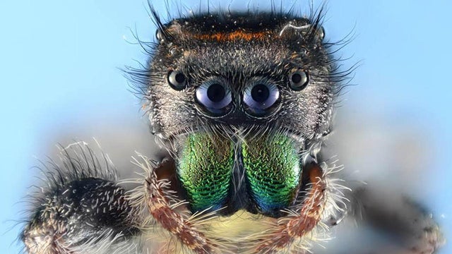 spider-closeup-phidippus-audx-verne-lehmberg-03.jpg 