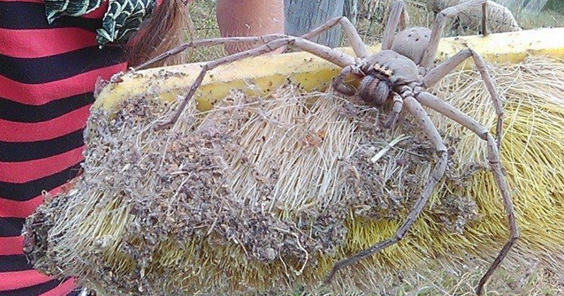 Australian spider, Deadly animals, Spider species