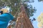 cloning-sequoia-trees.jpg 