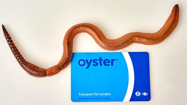 dave-giant-earthworm-oyster-card.jpg 