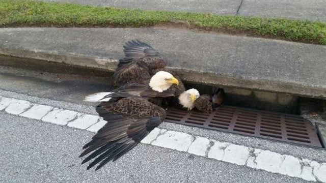 baldeagles.jpg 