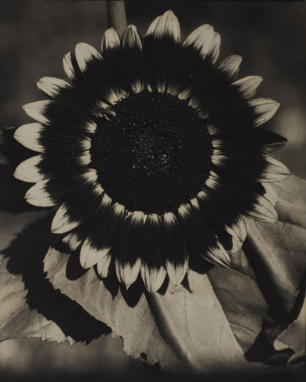the-radical-eye-sir-elton-john-edward-steichen-a-bee-on-a-sunflower.jpg 