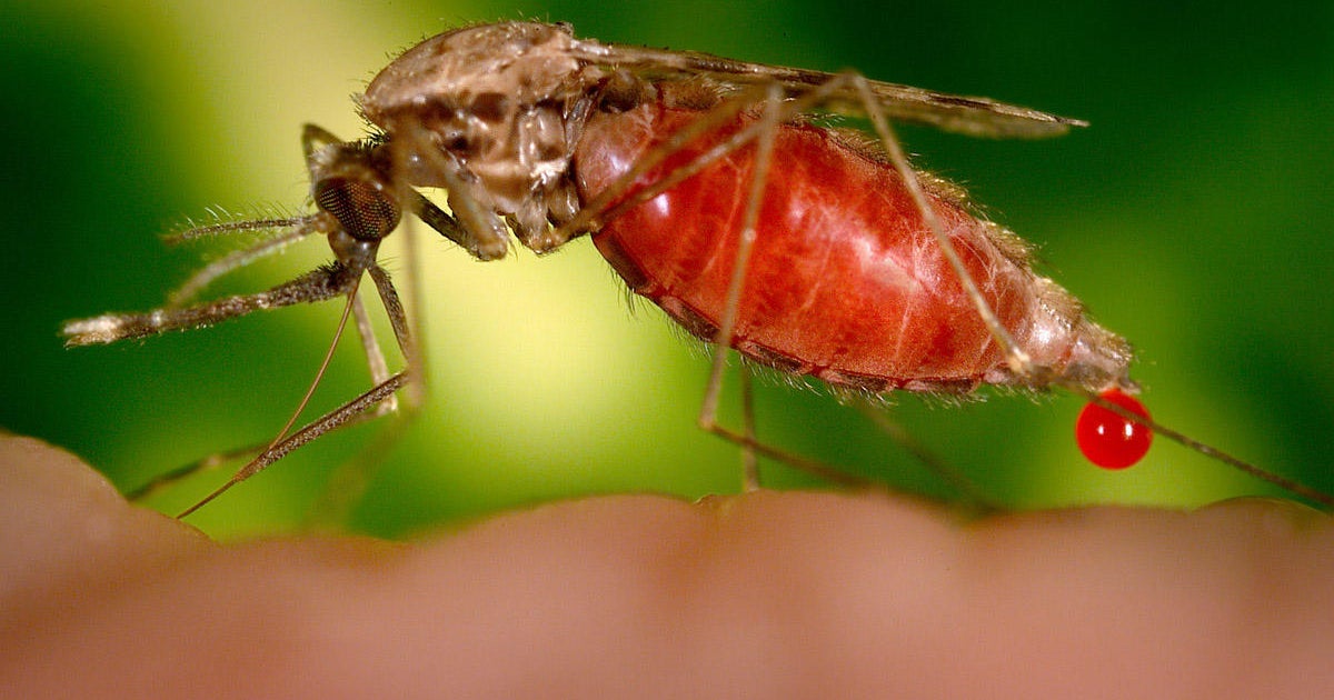 Genetically modified mosquitoes considered in Houston, Texas