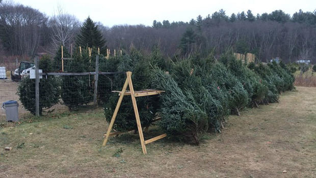 Greenwood Christmas Tree Farm 