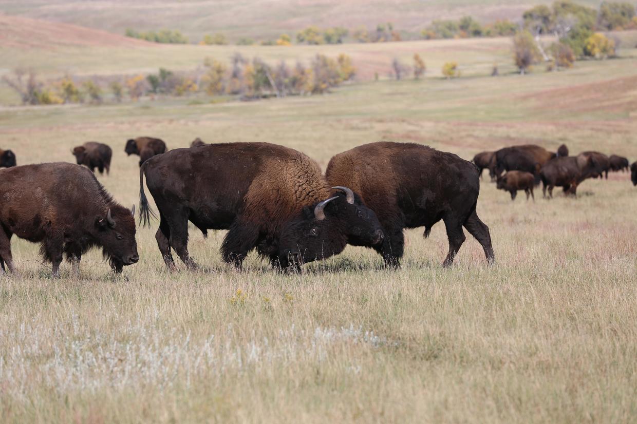 Inside the Custer State Park Buffalo Roundup