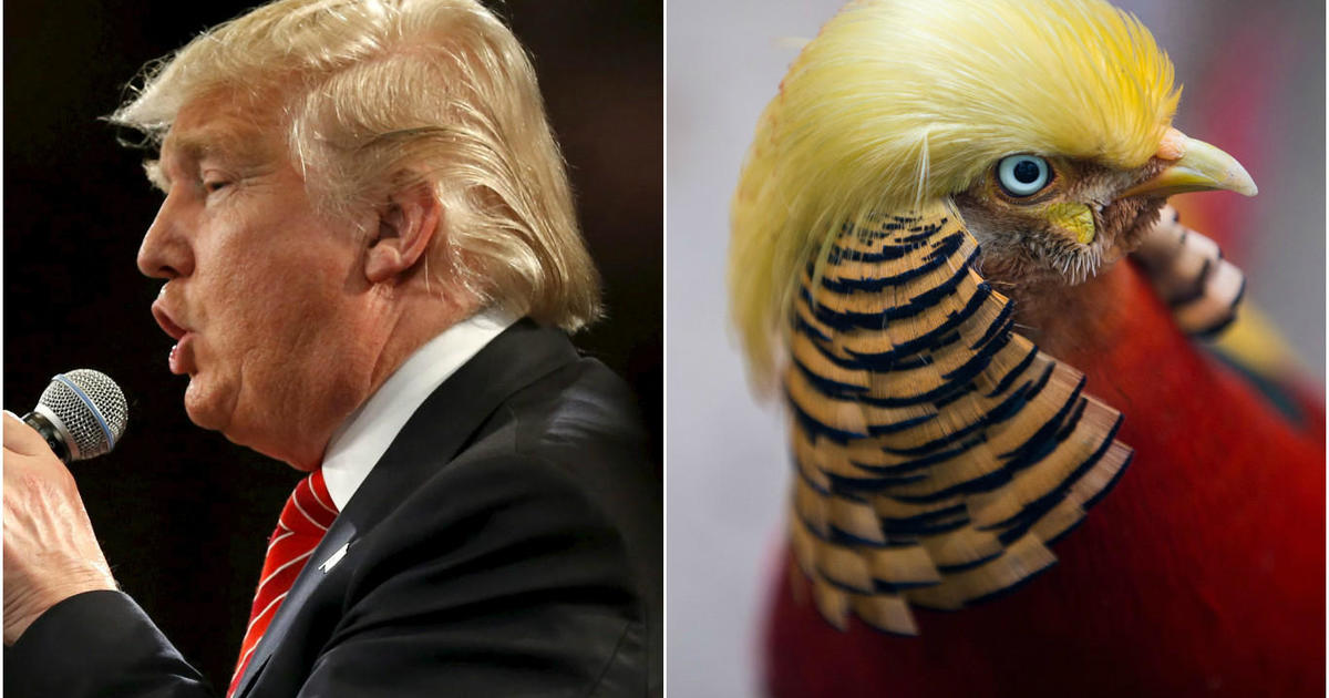 This bird has hair like Donald Trump and the internet can't handle it - CBS  News