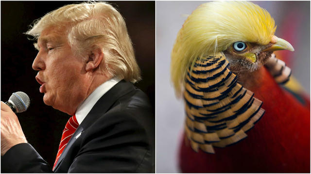 trump-bird.jpg 