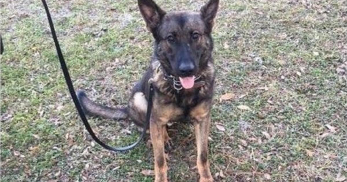 Manhunt In Florida After Police K-9 Shot, Killed - CBS News