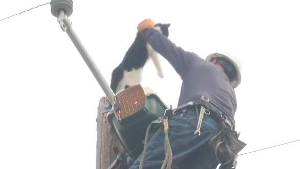 catrescued.png 