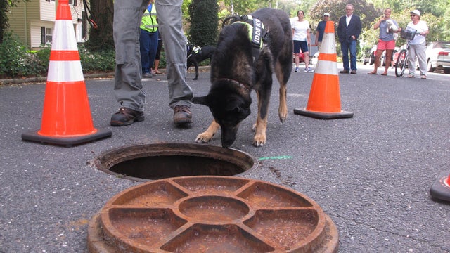 poodog1.jpg 