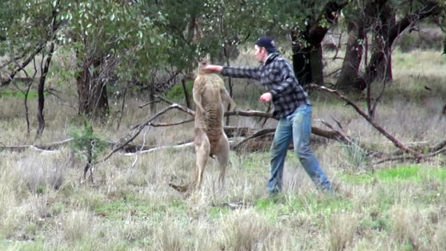 kangaroo-puncher.jpg 