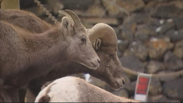 bighorn-sheep 