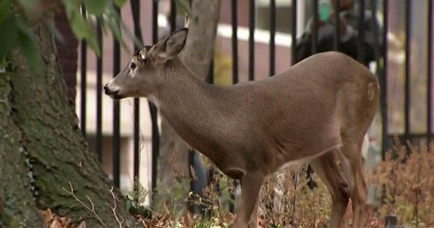 Deer caught in New York City park dies while waiting to be relocated ...