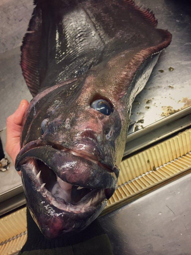 Blobfish, Australian bullhead, toad fish (Blobfish - Psychrolutes marcidus) - Yo