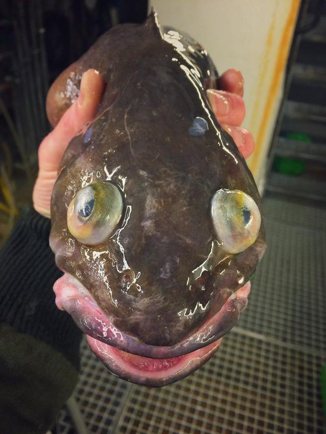 fish that looks like alien