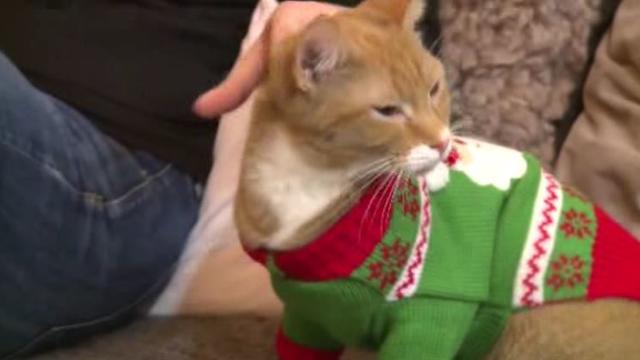 pets-ugly-christmas-sweaters.jpg 