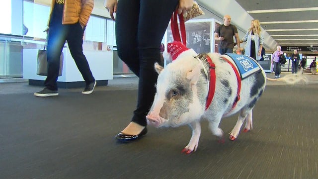 blackstone-therapy-pig-transfer3.jpg 