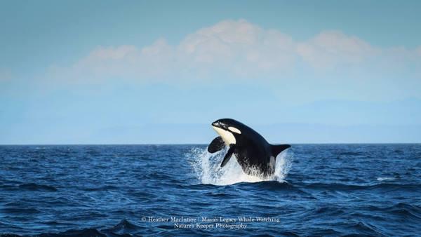 granny-orca.jpg 