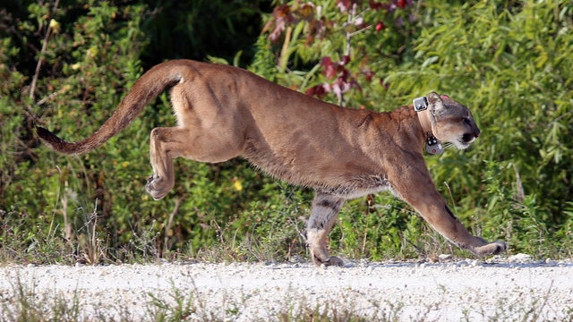 A 2-year-old Florida panther is released into the wild by the Florida Fish and Wildlife Conservation Commission on April 3, 2013, in West Palm Beach, Florida. 