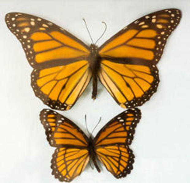 monarch-and-viceroy-butterflies-verne-lehmberg-244.jpg 