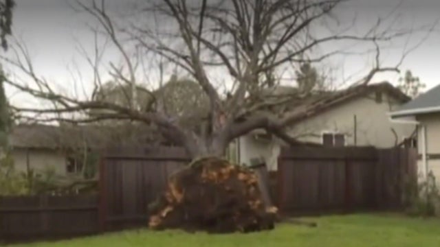 yolo-county-calif-downed-tree-010917.jpg 